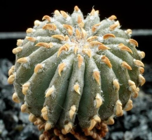 Geohintonia_mexicana